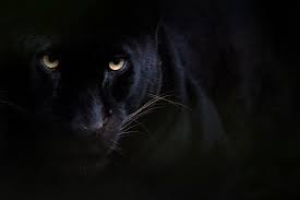 Black panther (panthera onca), melanistic morph, growling and snarling, captivity photographic print by joe mcdonald. Black Panther Gerahmtes Bild In Hoher Qualitat Photowall
