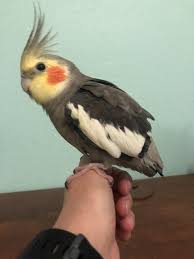 Cockatiel - Wikipedia