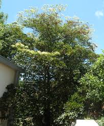 Image result for Terminalia phanerophlebia