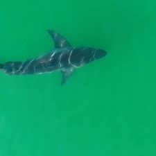 The legendary great white shark is far more fearsome in our imaginations than in reality. We Re Seeing More Than Ever White Shark Populations Rise Off California Coast California The Guardian