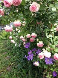 Eden Climbing Rose With The President Clematis Underneath Beautiful Flower Garden Pictures Beautiful Flowers Garden Climbing Roses