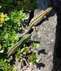Drachen Im Garten In 2020 Eidechse Bilder Drachen