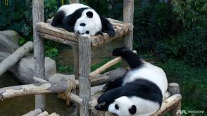 Harga tiket bali zoo berkisar antara rp87.000 hingga rp455.400. 63 Gambar Binatang Zoo Negara Hd Terbaru Gambar Hewan