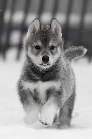 Baby Black And White Pomsky Siberian Husky Puppy Siberianhusky Cute Husky Puppies Cute Husky Cute Animals