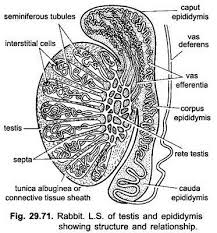 Reproductive System Of Rabbit With Diagram Chordata