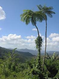 Image result for Cyathea manniana