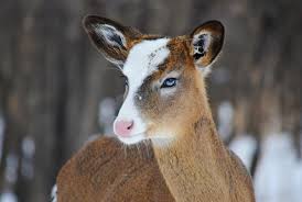Piebald Deer Animals Animals Beautiful Cute Creatures