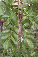 Image result for Albizia glaberrima