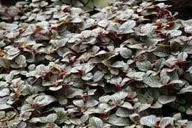 Image result for Plectranthus elegans
