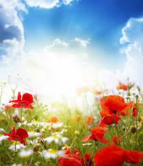 Khao yai national park, the first national park of thailand, is the closest to bangkok. Beautiful Scenery Pictures Flowers Free Stock Photos Download 14 764 Free Stock Photos For Commercial Use Format Hd High Resolution Jpg Images