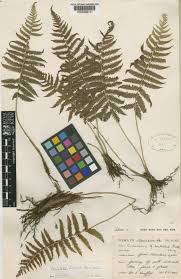 Image result for Christella hispidula