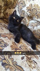 الدولة الامارات رقم الموبايل 0507287848 معلومات عن الإعلان للبيع ذكر عمره شهرين ب 1000 القطو نظيف و لعوب و متعلم ع اللتربوكس animals cats