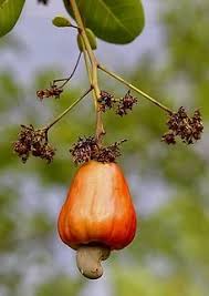 Image result for Anacardium occidentale
