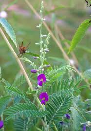 Image result for Tephrosia polystachya