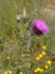 Image result for Carduus nyassanus