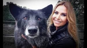 How much does a tamaskan puppy cost? Gigantic High Content Wolfdog Should You Have One Youtube