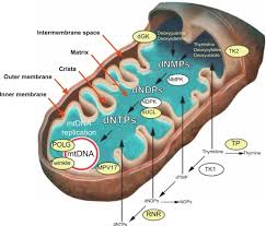 We did not find results for: Mitochondria And Diseases Sciencedirect