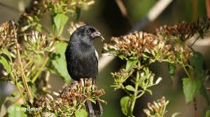 Image result for Teramnus uncinatus