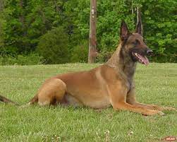 belcika malinois cinsi kopek ozellikleri ve bakimi belcika malinois malinois kopek