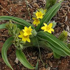 Image result for Hypoxis angustifolia