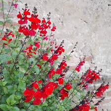 Subito a casa e in tutta sicurezza con ebay! Salvia Microphylla Royal Bumble I Giardini Dell Indaco