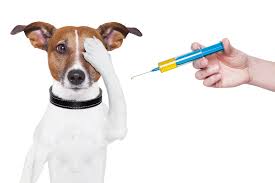 Berikut harga dan jenis vaksin untuk kucing. Vaksin Rabies Untuk Anjing Dan Kucing Eintan Nurfuzie Lifestyle Beauty Travel Tips Rawatan Kucing Review