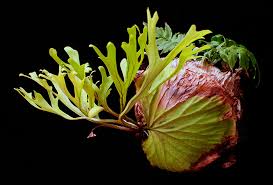 Image result for parožnatka Platycerium