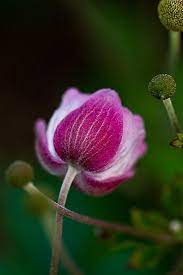 Anemone Bud Purple Flowers Garden Beautiful Flowers Flowers Nature
