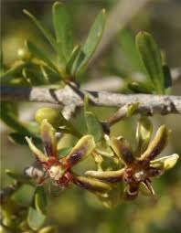 Image result for Periploca linearifolia