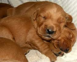 A red golden retriever puppy will be super cute and absolutely breathtaking. Red Golden Retriever Natural History Page 2