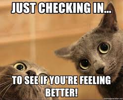 Is it good to laugh at cat memes? Just Checking In To See If You Re Feeling Better Curious Cats Meme Generator