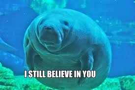 This Manatee Believes In You Calming Pictures Manatee Everything Will Be Ok
