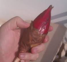 Image result for Aframomum alboviolaceum