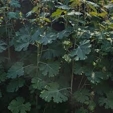 Image result for Macleaya