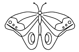 9 contoh gambar sketsa kupu kupu cantik dan unik gambar mania source: 73 Gambar Sketsa Binatang Kupu Kupu Terbaru Gambar Hewan