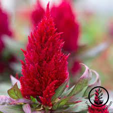 Celosia Plumosa Seeds Annual Plumed Celosia Flower Seeds New Look Flower Seeds Celosia Flower Annual Flowers