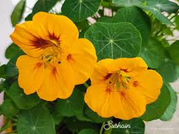 Image result for Tropaeolaceae