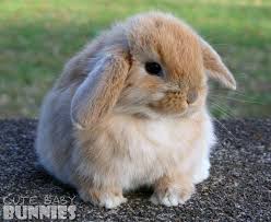 We've collected the 27 cutest baby bunnies (and friends) of 2016 for you here. Cute Baby Bunnies Photos Facebook
