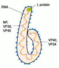 Check spelling or type a new query. Conoce Al Virus Detras Del Ebola La Guia De Biologia