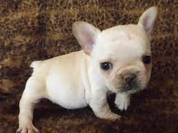 All our puppies come with a one year guarantee. How To Find The Right French Bulldog Breeder What The Frenchie