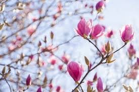 Check spelling or type a new query. Image Of A Pink Magnolia With Winter Flowers Against A Blue Sky Austockphoto