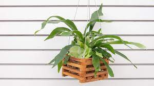Hanging a staghorn fern in a basket. The Unique Versatile Staghorn Fern Mulhall S