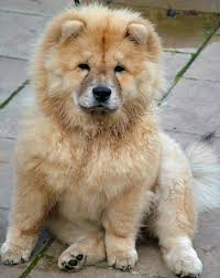 Maybe you would like to learn more about one of these? Pomeranian Teacup Cute Chow Chow Puppies Pets Lovers