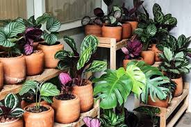 Simpan tanaman hias yang diinginkan ke dalam wishlist atau. Jual Tanaman Hias Bunga Hias Di Toko Berlian Store Siplah