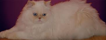 Cats can't resist the delectable taste of temptations, so give your cat these purrfect temptations classic cat treats… they'll come running the moment you open the tub. Doll Face Persian Kittens For Sale Persian Cat For Sale