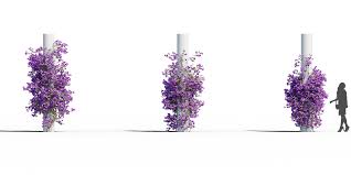 Image result for Rhynchosia tricuspidata