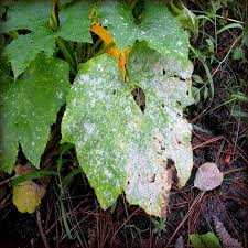 Entomopathogenic fungi are killers, macabre yet sophisiticated killers at that. Doff Universal Plant Bug Killer Mildew Fungus Control 1 Litre Scaaoodpk Sealants And Tools Direct