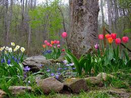 Spring Bulb Flower Bed Spring Bulbs Bulb Flowers Flower Beds