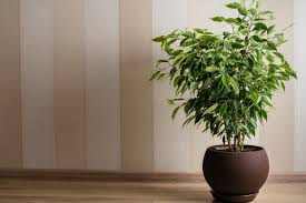 Image result for Ficus benjamina