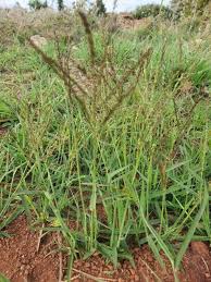 Image result for Digitaria velutina